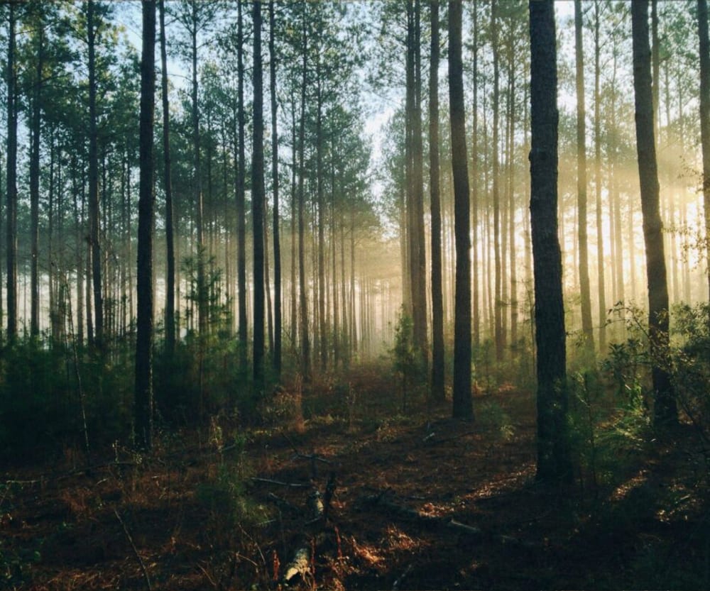 Forest trail near the lodge